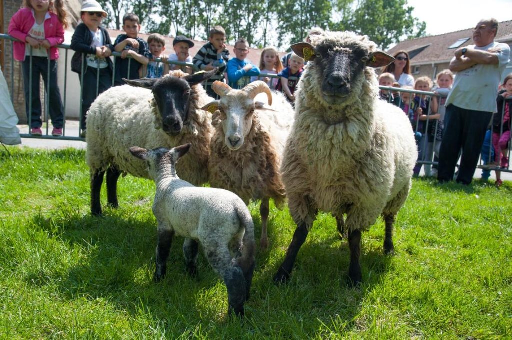 Ferme pédagogique